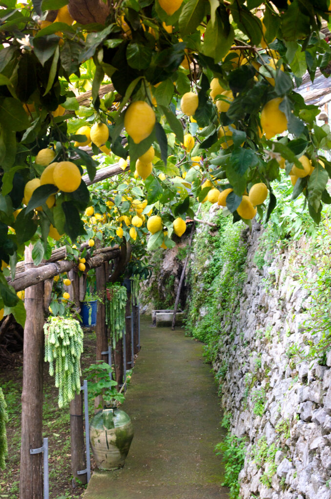 Lush lemon garden in Minori, Amalfi Coast, Italy, part of the scenic Sentieri del Limoni (Lemon Path) between Maiori and Minori, showcasing the vibrant citrus trees and serene atmosphere of this picturesque trail