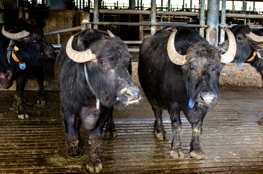 Two buffaloes at Tenuta Vannulo, a farm where visitors can see the animals up close in their stalls.