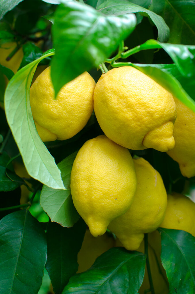 Lemons of the Amalfi Coast