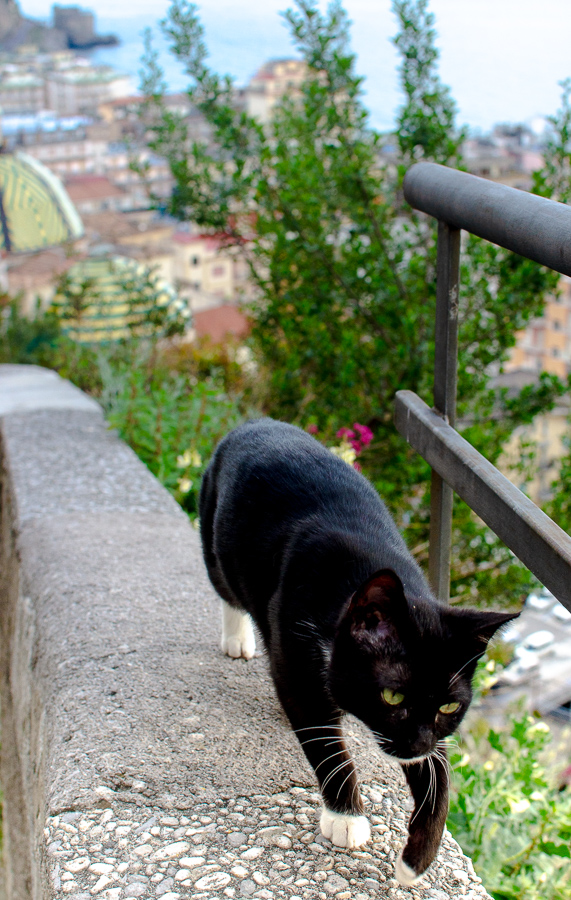 Curious cat exploring the surroundings with a playful gaze, adding charm to the Amalfi Coast experience