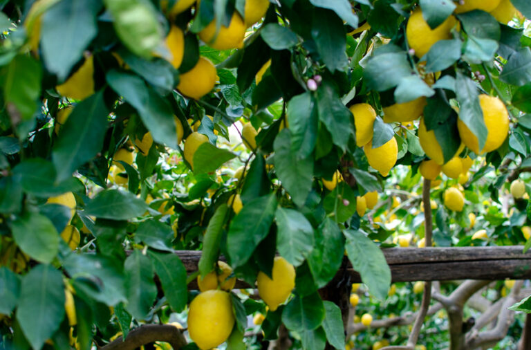 Path of the Lemons: The ancient trail connecting Minori and Maiori