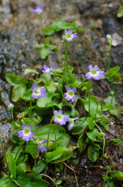 Image of Pinguicula Hirtiflora, featuring small green leaves and delicate purple and white flowers, thriving in a damp rocky habitat