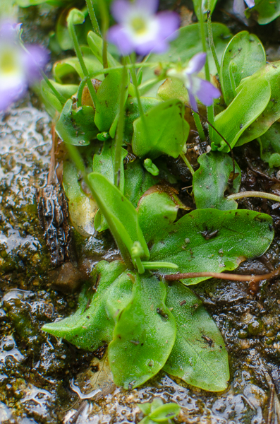 Close-up image showcasing the sticky leaves of Pinguicula Hirtiflora, capturing  mosquitoes and other insects.