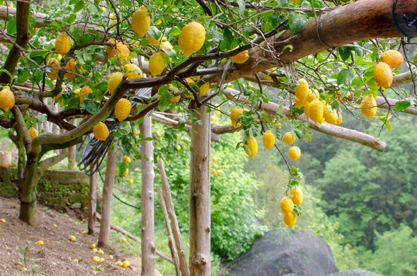 Lemon garden near the hiking trail, and lush forest behind. Lemons are hanging from the tree. 