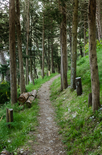 Pathway in the Pine forest. Above Amalfi.