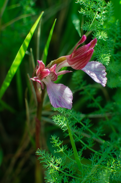 Orchid growing in a meadow on the Amalfi Coast