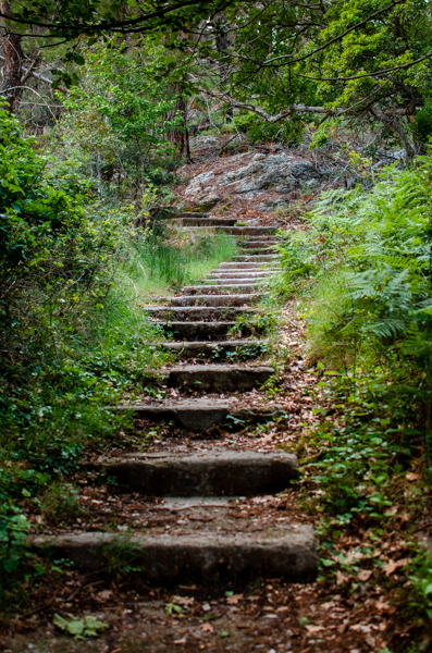 Old steps in the forest. The steps are covered with fallen leaves. Green and lush vegetation surrounding the way.